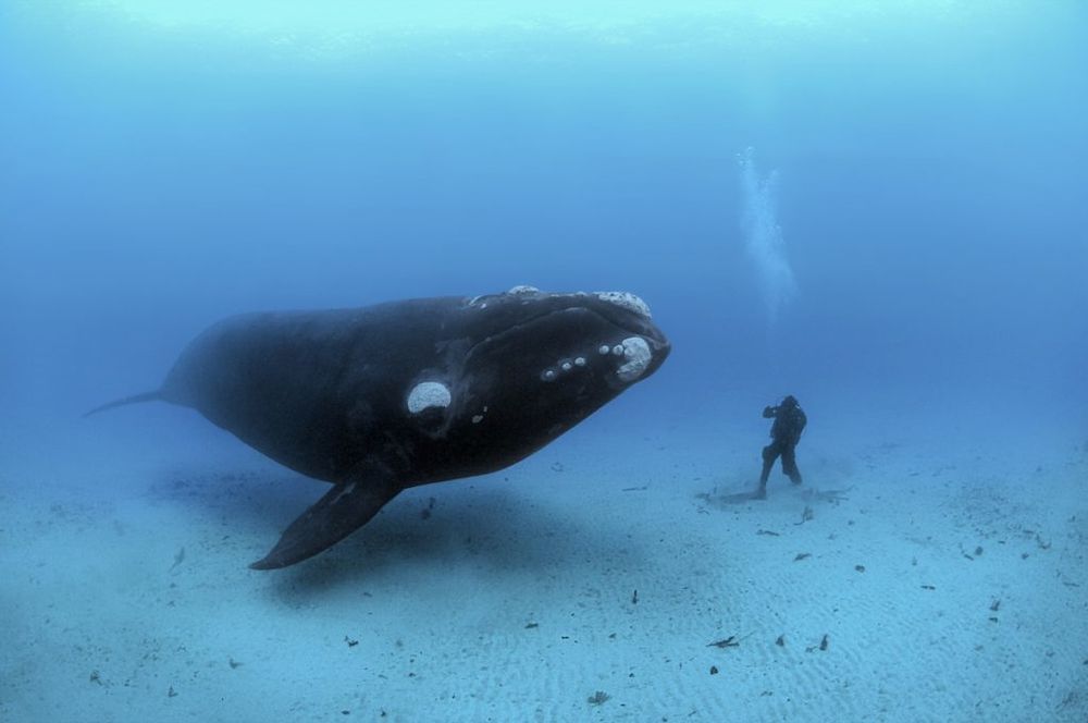 National Geographic Ocean Wild with Brian Skerry 24 January Esplanade